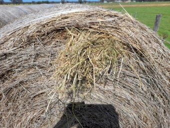 220 x Clover Hay 5x4 Round Bales