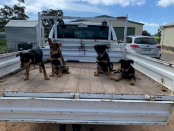Kelpie Pups For Sale