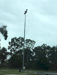 Galvanised Ingal Light Poles