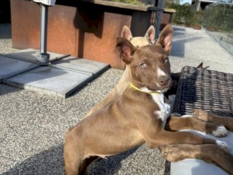 Kelpie X Red Healer Pups x 3