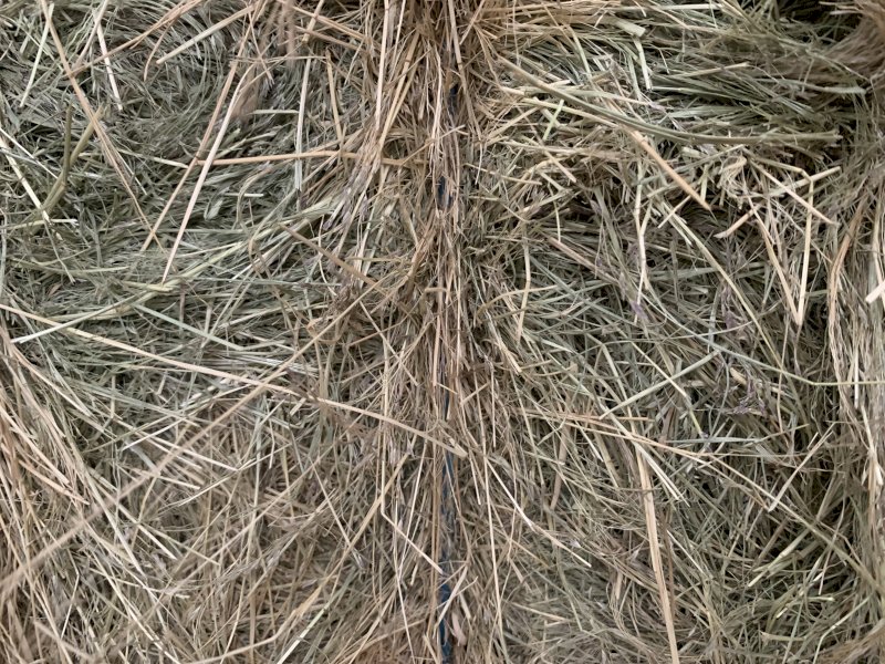 Teff Hay small bales in baron packs and 8x4x3 Bales