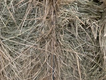 Teff Hay small bales in baron packs and 8x4x3 Bales