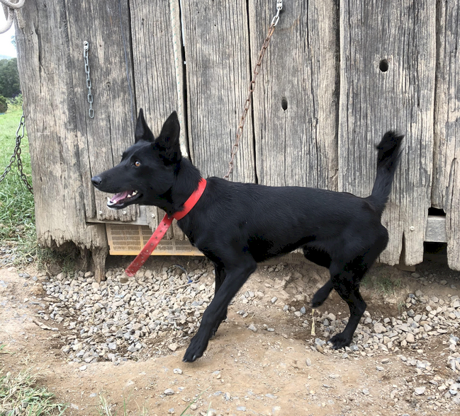 Nandi Working Dogs x 2 Kelpie Female Pups