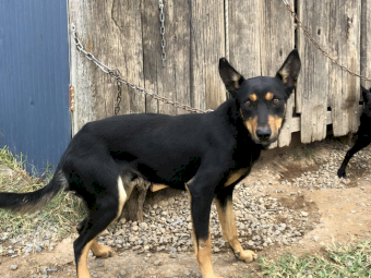 Nandi Working Dogs x 2 Kelpie Female Pups