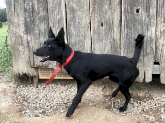 Nandi Working Dogs x 2 Kelpie Female Pups