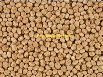 100mt Mandelup Lupins