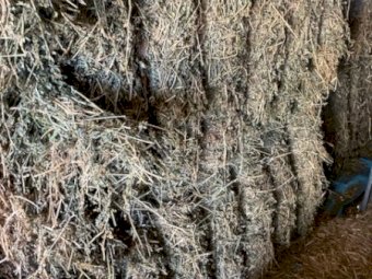 Lucerne Hay mixture of first and second cut