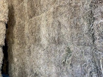 Pasture Hay