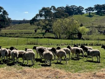 50 x Black Head Dorper Ewes