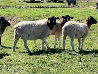 50 x Black Head Dorper Ewes