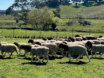 50 x Black Head Dorper Ewes