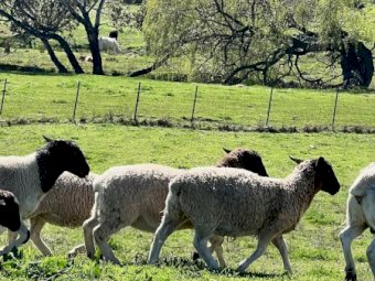 50 x Black Head Dorper Ewes