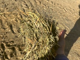 GOOD 2019 Vetch Hay