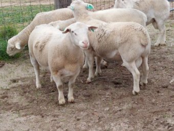4 x White Dorper Shedding Rams