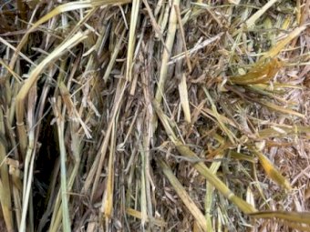 70mt Oaten Hay 500kg 8x4x3 Bales