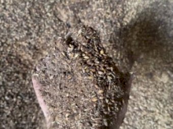 100mt Roasted Feed Barley