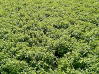 Lucerne seed, Merlin 2. Bare seed, cleaned & tested.