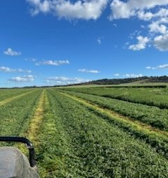 250mt Vetch Hay 8x4x3 Bales (New Season 23/24)