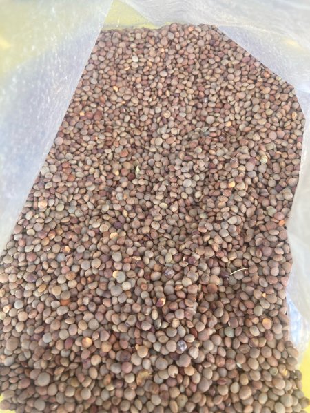 200mt Highland Lentils