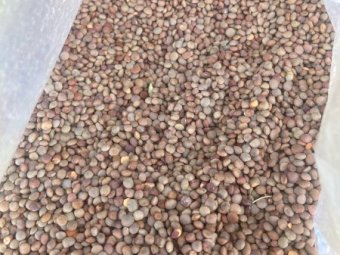 200mt Highland Lentils