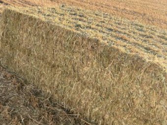 250mt Barley Vetch Hay 650kg 8x4x3 Bales (New Season 23/24)