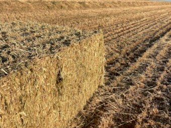 250mt Barley Vetch Hay 650kg 8x4x3 Bales (New Season 23/24)