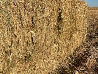 250mt Barley Vetch Hay 650kg 8x4x3 Bales (New Season 23/24)
