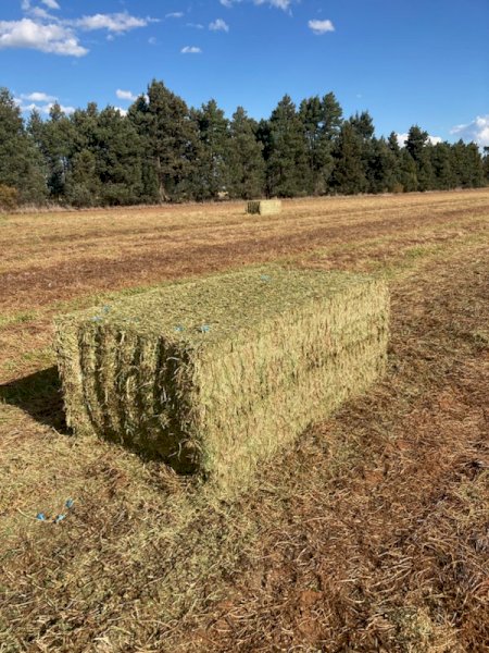 200mt Vetch Hay 8x4x3 Bales 610 kg Av (New Season 23/24)