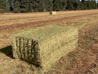 200mt Vetch Hay 8x4x3 Bales 610 kg Av (New Season 23/24)
