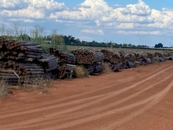 3500 Pine Posts for sale ONO