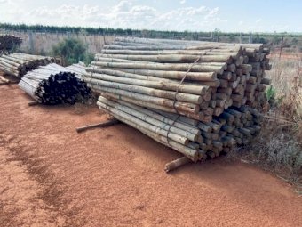 3500 Pine Posts for sale ONO