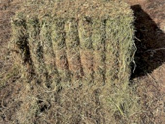 100mt Vetch Hay 650-700kg 8x4x3 Bales (New Season 23/24)