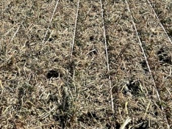 100mt Vetch Hay 650-700kg 8x4x3 Bales (New Season 23/24)