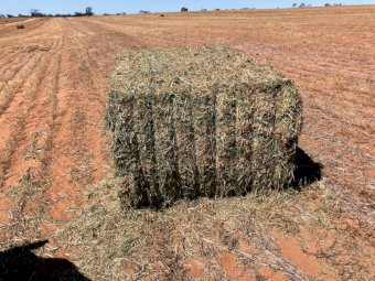 260mt Vetch Hay 700-750kg 8x4x3 Bales (New Season 23/24)