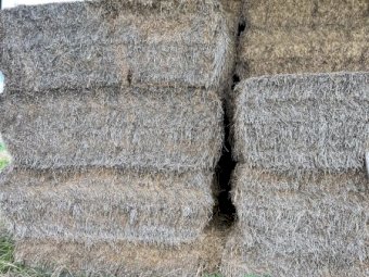 72 mt  Arrow Leaf Clover Hay