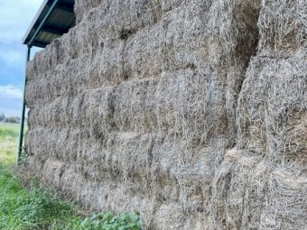 72 mt  Arrow Leaf Clover Hay