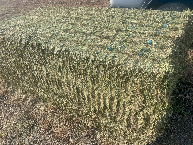 200mt Vetch Hay 650-700kg 8x4x3 Bales (New Season 23/24)