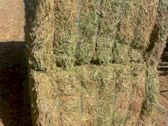 200mt Vetch Hay 650-700kg 8x4x3 Bales (New Season 23/24)