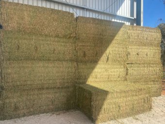200mt Vetch Hay 650-700kg 8x4x3 Bales (New Season 23/24)
