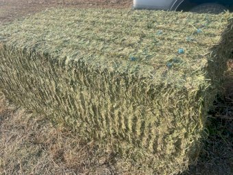 200mt Vetch Hay 650-700kg 8x4x3 Bales (New Season 23/24)