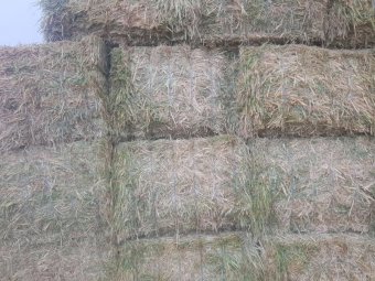 150mt Oaten Hay 650-700kg 8x4x3 Bales (New Season 23/24)
