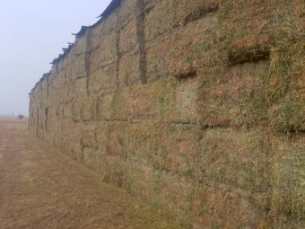 180mt Vetch Hay 650-700kg 8x4x3 Bales (New Season 23/24)