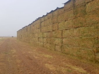 180mt Vetch Hay 650-700kg 8x4x3 Bales (New Season 23/24)