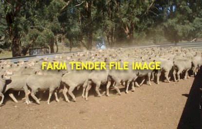 WANTED 200 x Merino Ewes