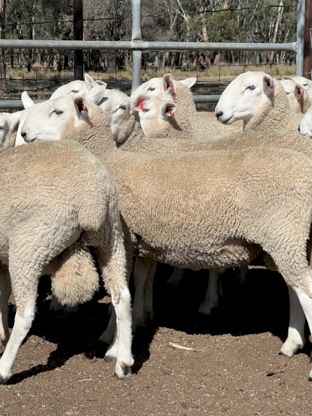 Aug / Sep 2022 Drop Border Leicester Rams