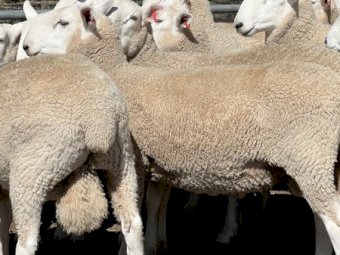 Aug / Sep 2022 Drop Border Leicester Rams