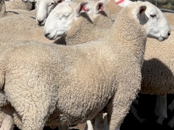 Aug / Sep 2022 Drop Border Leicester Rams