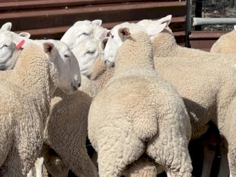 Aug / Sep 2022 Drop Border Leicester Rams