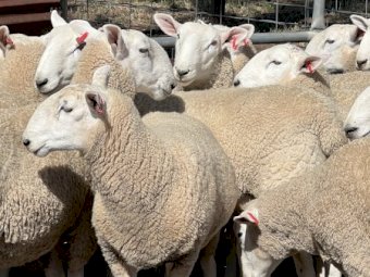 Aug / Sep 2022 Drop Border Leicester Rams