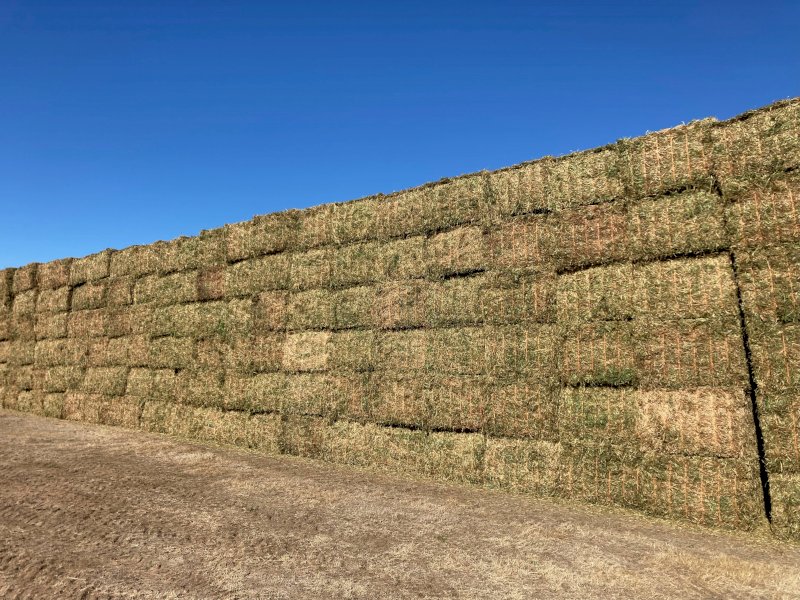 290mt Vetch Hay 650kg 8x4x3 Bales (New Season 23/24)